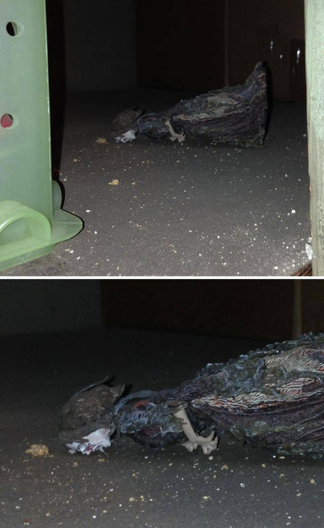 Unexpected Finds In Houses (36 pics)