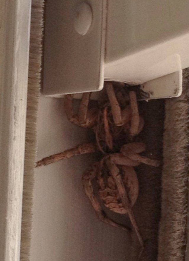 Unexpected Finds In Houses (36 pics)