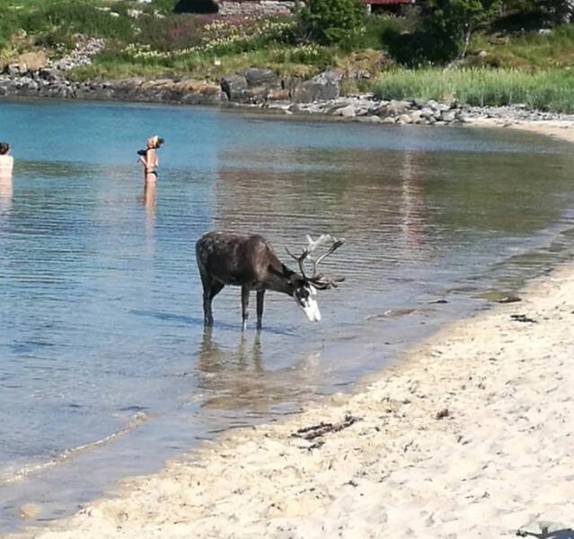 Interesting Facts About Norway (15 pics)