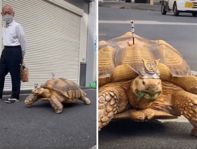 A Little Bit About Japan (39 pics)