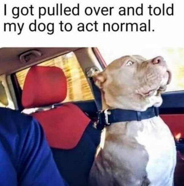 Good Boys (29 pics)