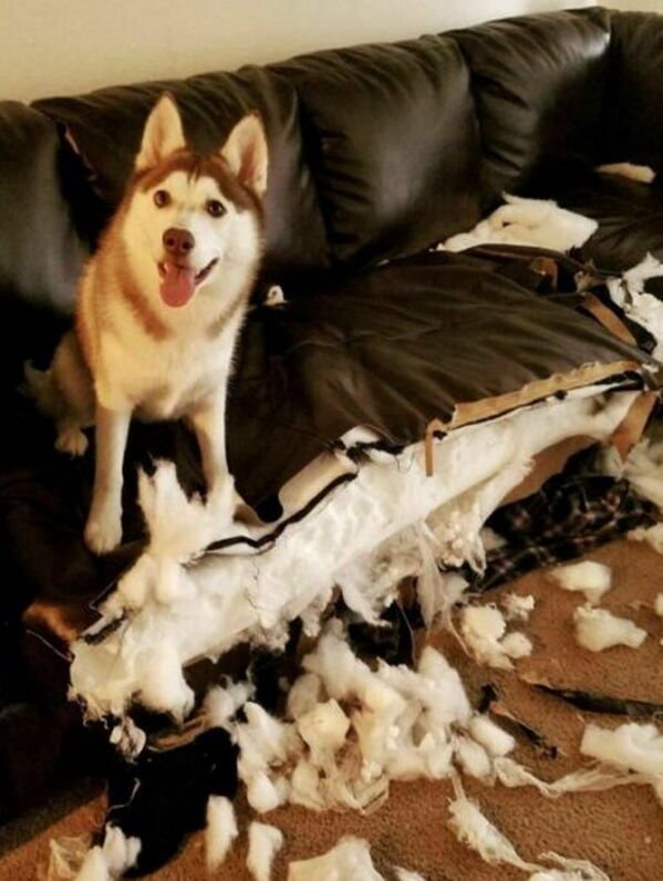 Good Boys (29 pics)