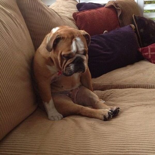 Good Boys (29 pics)