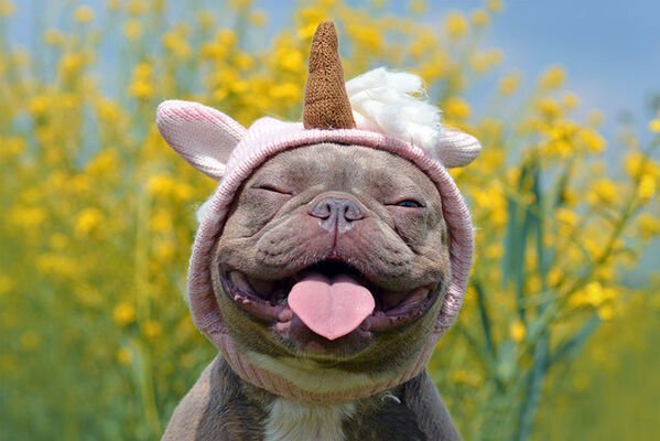 Good Boys (29 pics)