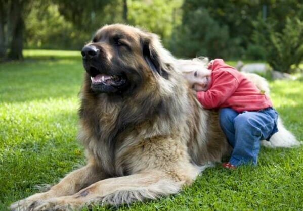 Good Boys (29 pics)