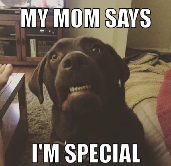 Good Boys (29 pics)