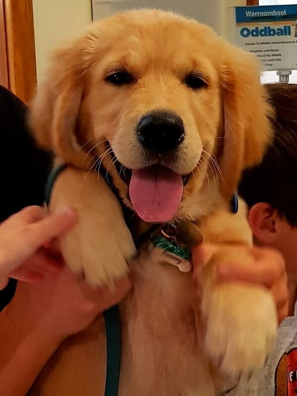 Good Boys (29 pics)