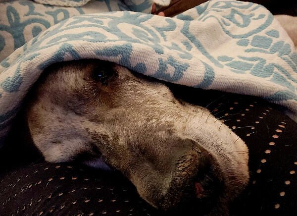 Good Boys (29 pics)
