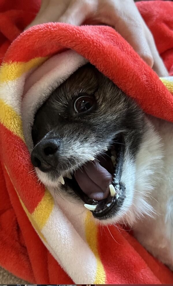 Good Boys (29 pics)
