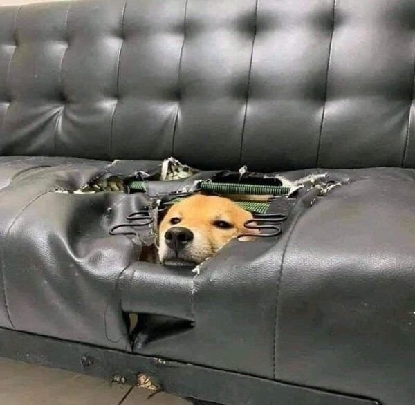 Good Boys (29 pics)