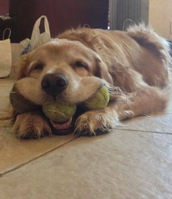 Good Boys (29 pics)