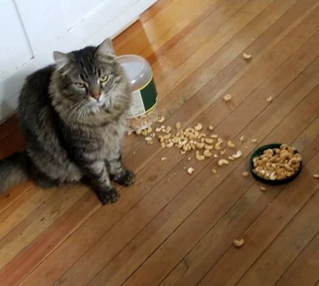 Funny Animals (19 pics)