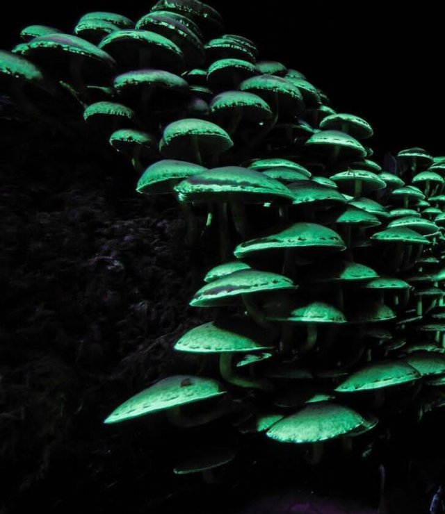 Amazing Nature (31 pics)