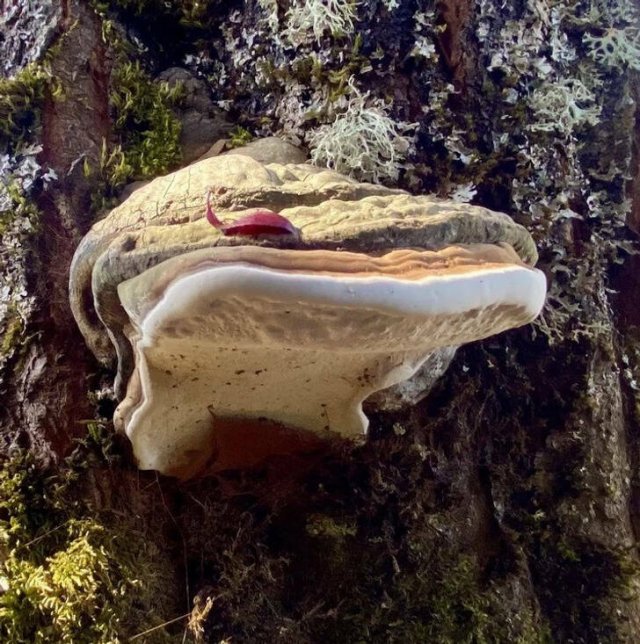 Amazing Nature (31 pics)