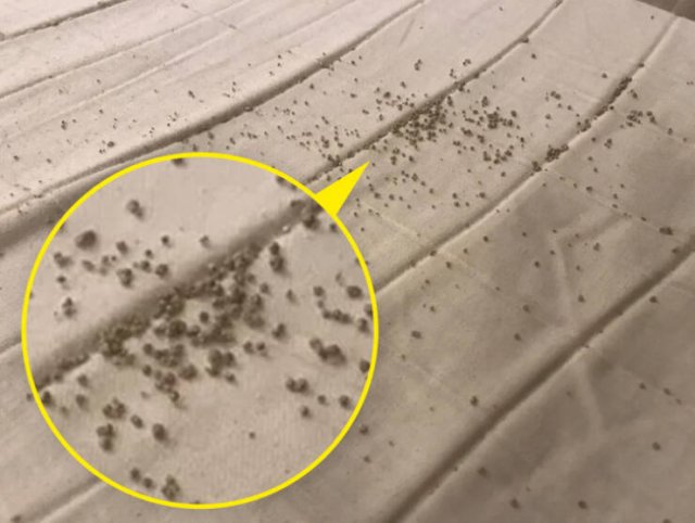 What Are These Things? (30 pics)