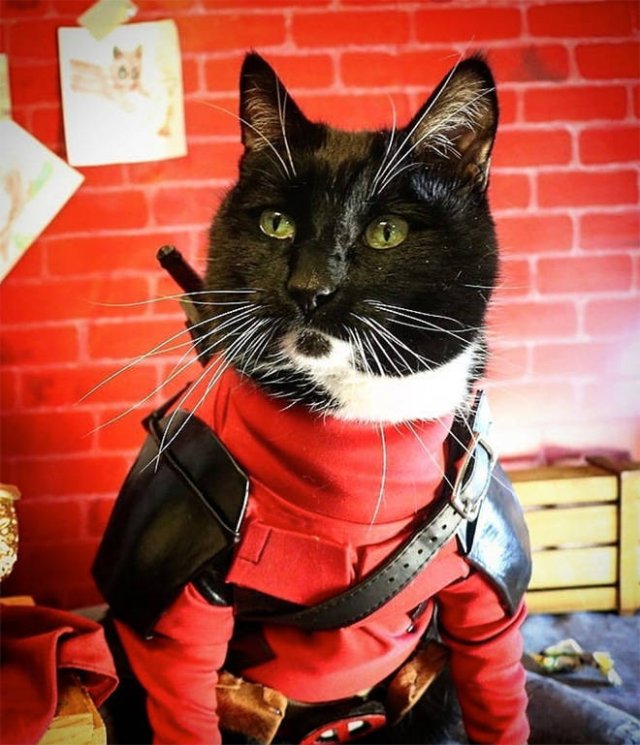 Funny Cats In Battle Armor (21 pics)