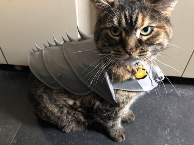 Funny Cats In Battle Armor (21 pics)