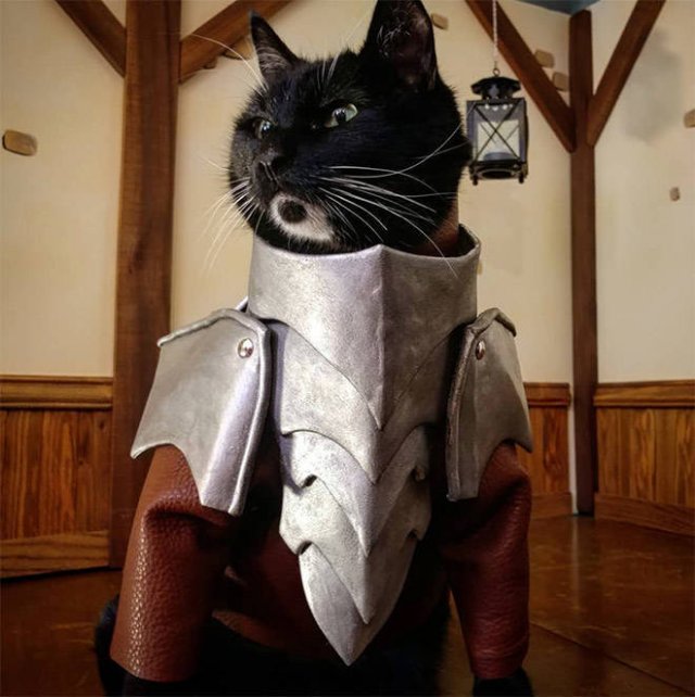 Funny Cats In Battle Armor (21 pics)