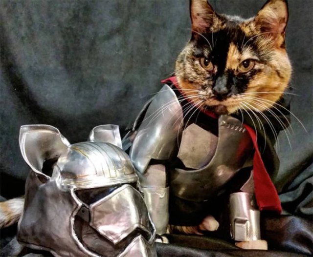 Funny Cats In Battle Armor (21 pics)