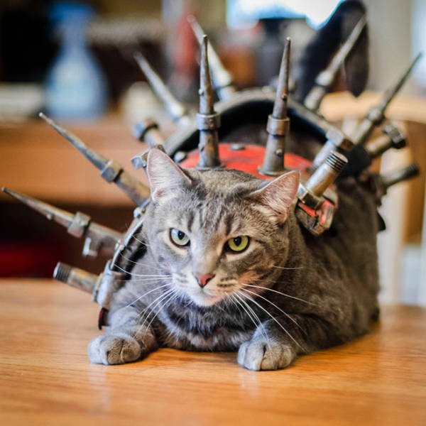 Funny Cats In Battle Armor (21 pics)