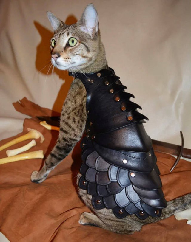 Funny Cats In Battle Armor (21 pics)