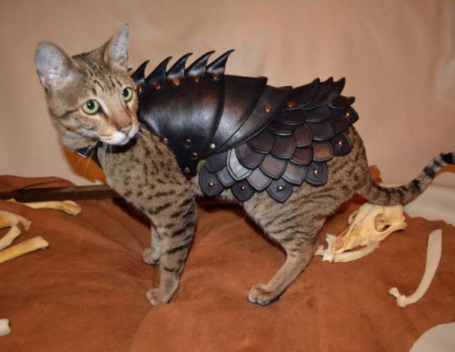 Funny Cats In Battle Armor (21 pics)