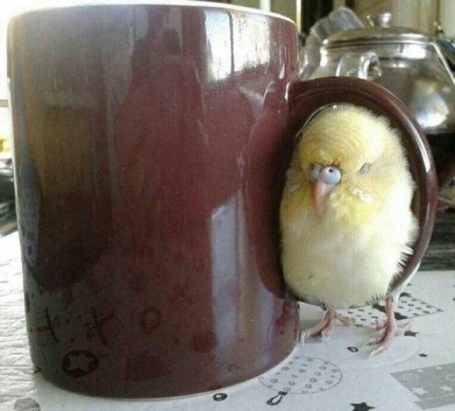 Funny Animals (44 pics)