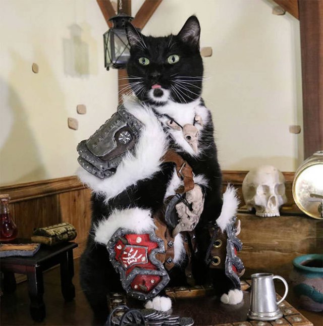 Funny Cats In Battle Armor (21 pics)