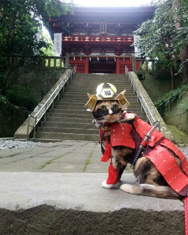 Funny Cats In Battle Armor (21 pics)