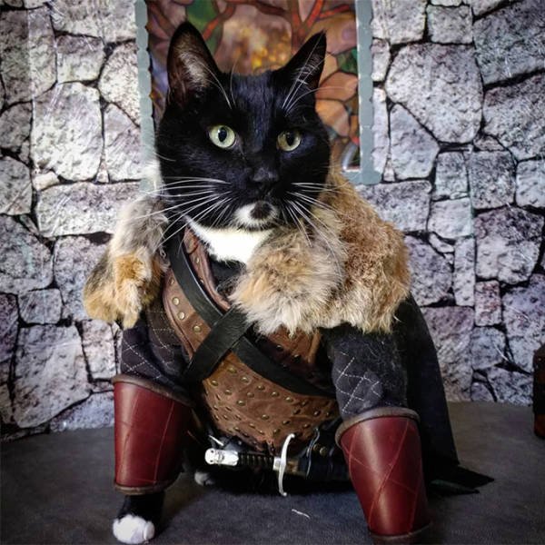 Funny Cats In Battle Armor (21 pics)