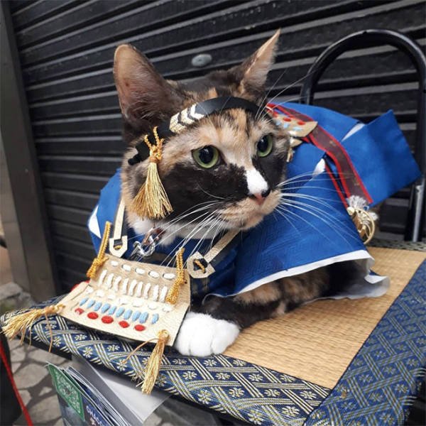 Funny Cats In Battle Armor (21 pics)