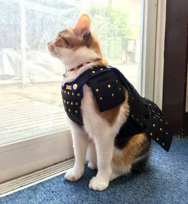 Funny Cats In Battle Armor (21 pics)