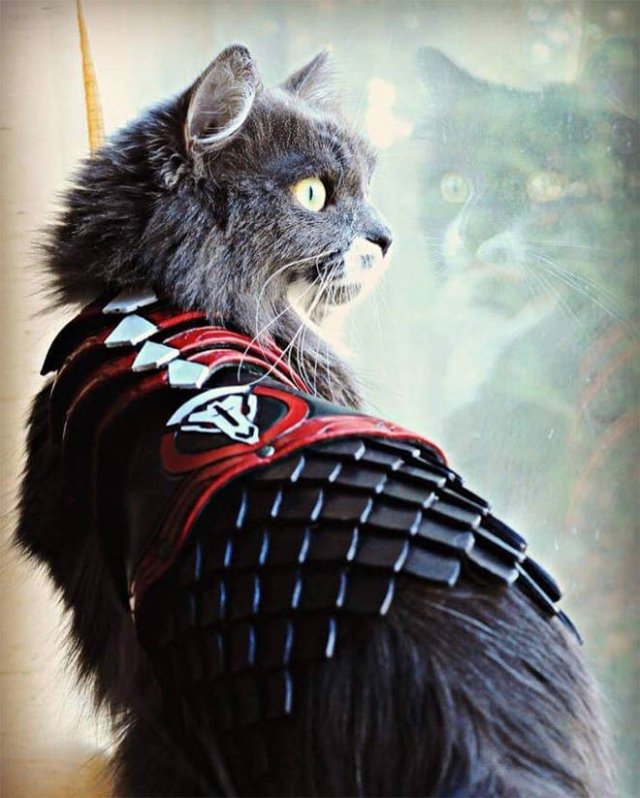 Funny Cats In Battle Armor (21 pics)