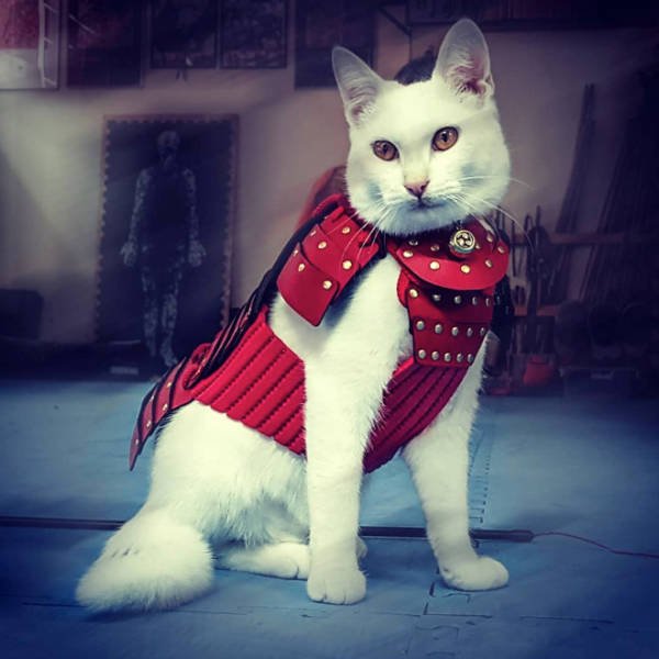 Funny Cats In Battle Armor (21 pics)
