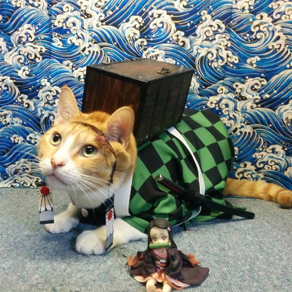 Funny Cats In Battle Armor (21 pics)