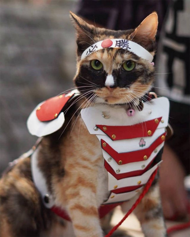 Funny Cats In Battle Armor (21 pics)