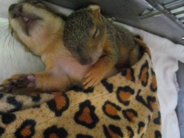Funny Animals (44 pics)