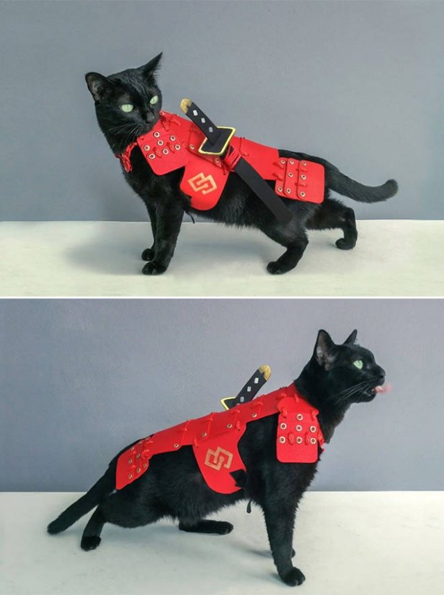 Funny Cats In Battle Armor (21 pics)