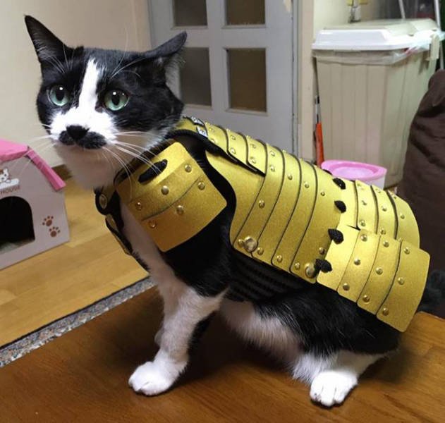 Funny Cats In Battle Armor (21 pics)