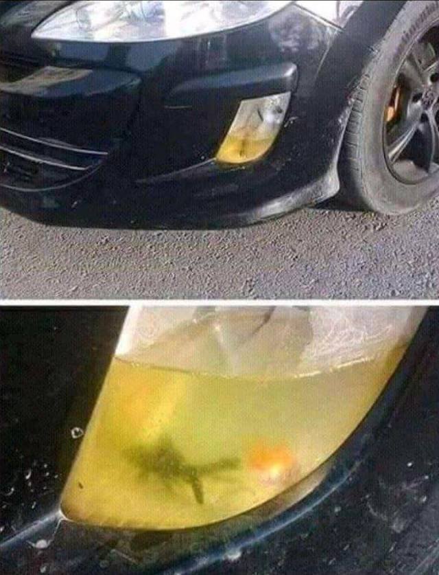 Strange Finds And Situations (55 pics)