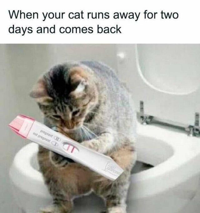 Funny Memes (47 pics)