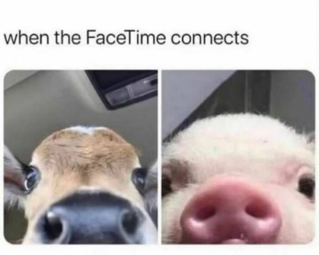 Funny Memes (47 pics)