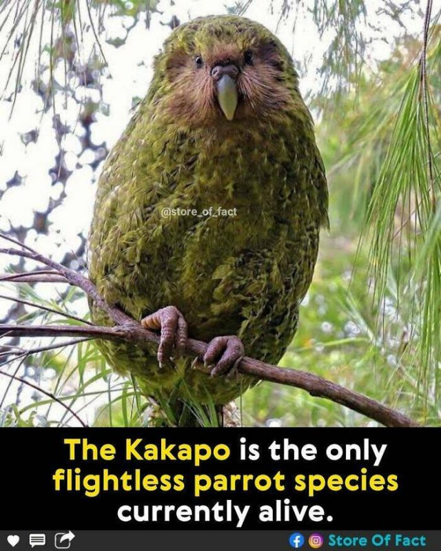 Interesting Facts (44 pics)