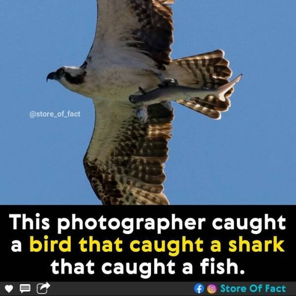 Interesting Facts (44 pics)