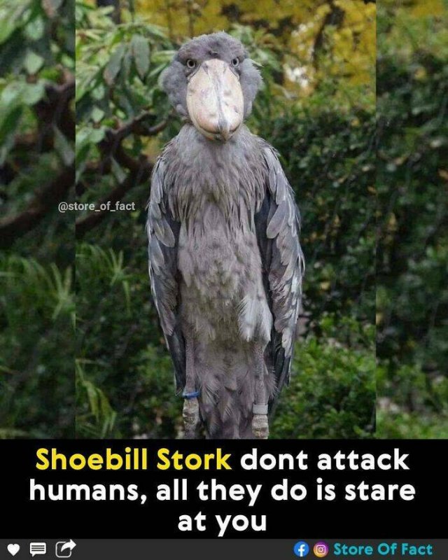 Interesting Facts (44 pics)
