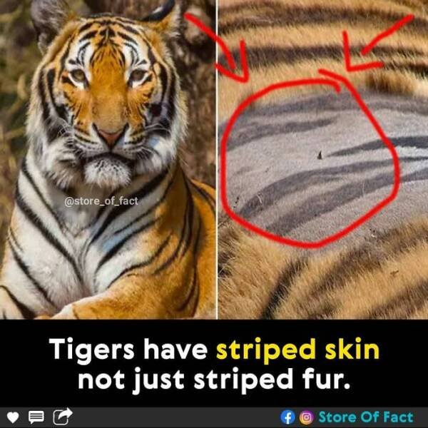 Interesting Facts (44 pics)