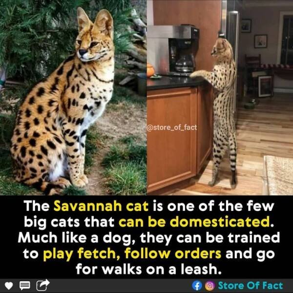 Interesting Facts (44 pics)