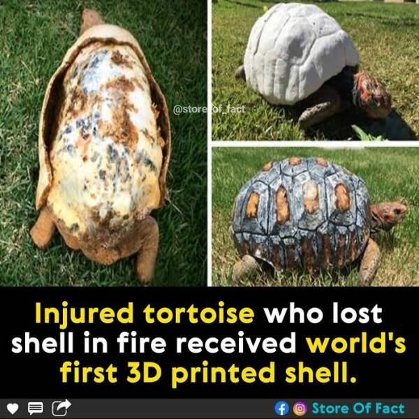 Interesting Facts (44 pics)