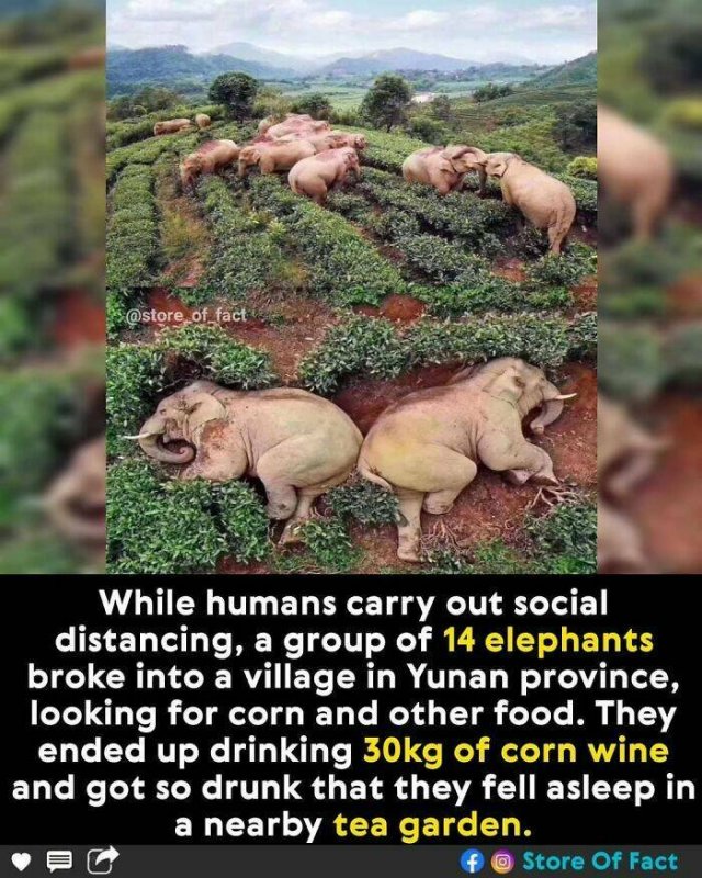 Interesting Facts (44 pics)