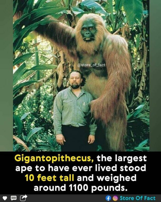 Interesting Facts (44 pics)